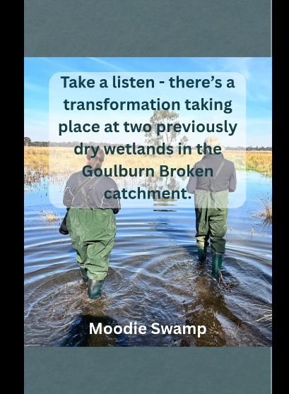 theCEWH's tweet photo. A CEWH Environmental Activity project is doing wonders for Moodie Swamp in Northern Victoria.
Thanks to @GBCMA and other partners!
https://t.co/A87sT7JGJu https://t.co/D8kInjy8uH