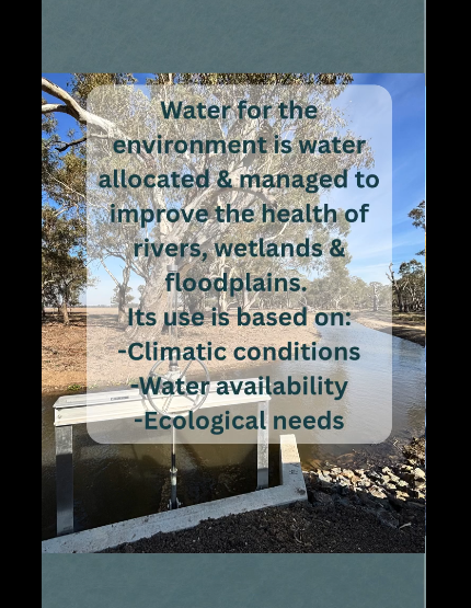 theCEWH's tweet photo. A CEWH Environmental Activity project is doing wonders for Moodie Swamp in Northern Victoria.
Thanks to @GBCMA and other partners!
https://t.co/A87sT7JGJu https://t.co/D8kInjy8uH