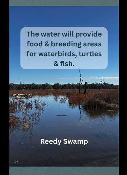 theCEWH's tweet photo. A CEWH Environmental Activity project is doing wonders for Moodie Swamp in Northern Victoria.
Thanks to @GBCMA and other partners!
https://t.co/A87sT7JGJu https://t.co/D8kInjy8uH