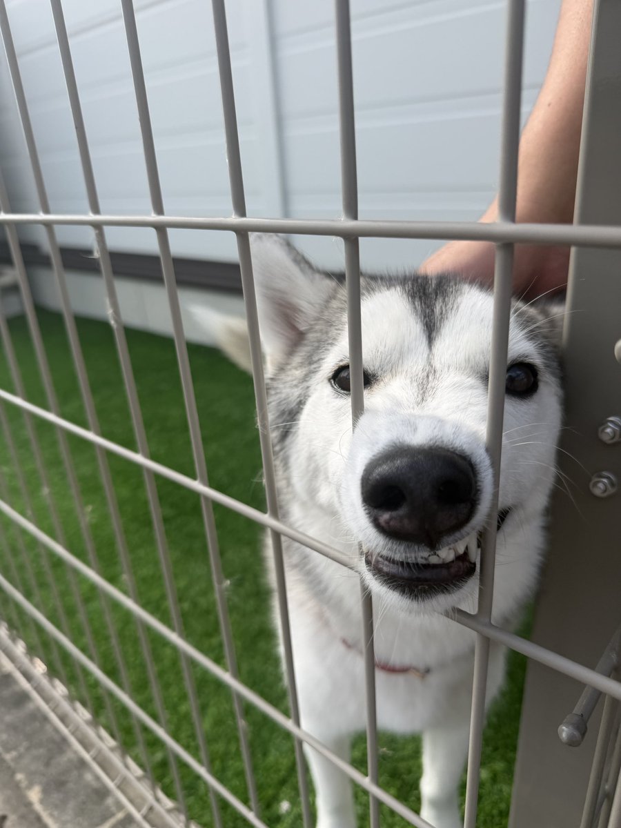 tel_mic's tweet photo. おはようございます☀
朝からほっこり🐶🐾
実はテルミック…
ドッグランがあるんです🏃‍♀️
天気のいい日はワンちゃんが遊んでます🥰
#製造業 #日常エピソード #てるみちゃん https://t.co/jfBvd6EONV