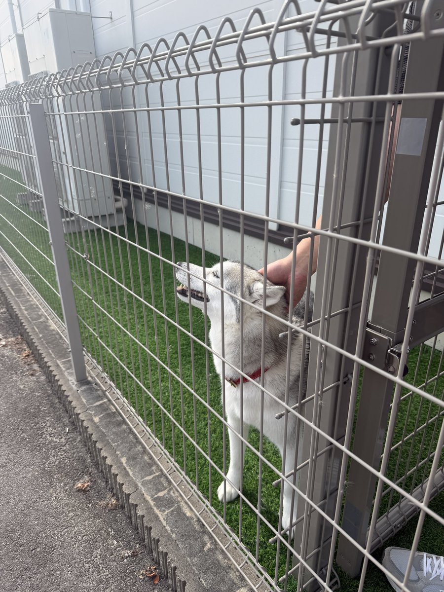 tel_mic's tweet photo. おはようございます☀
朝からほっこり🐶🐾
実はテルミック…
ドッグランがあるんです🏃‍♀️
天気のいい日はワンちゃんが遊んでます🥰
#製造業 #日常エピソード #てるみちゃん https://t.co/jfBvd6EONV