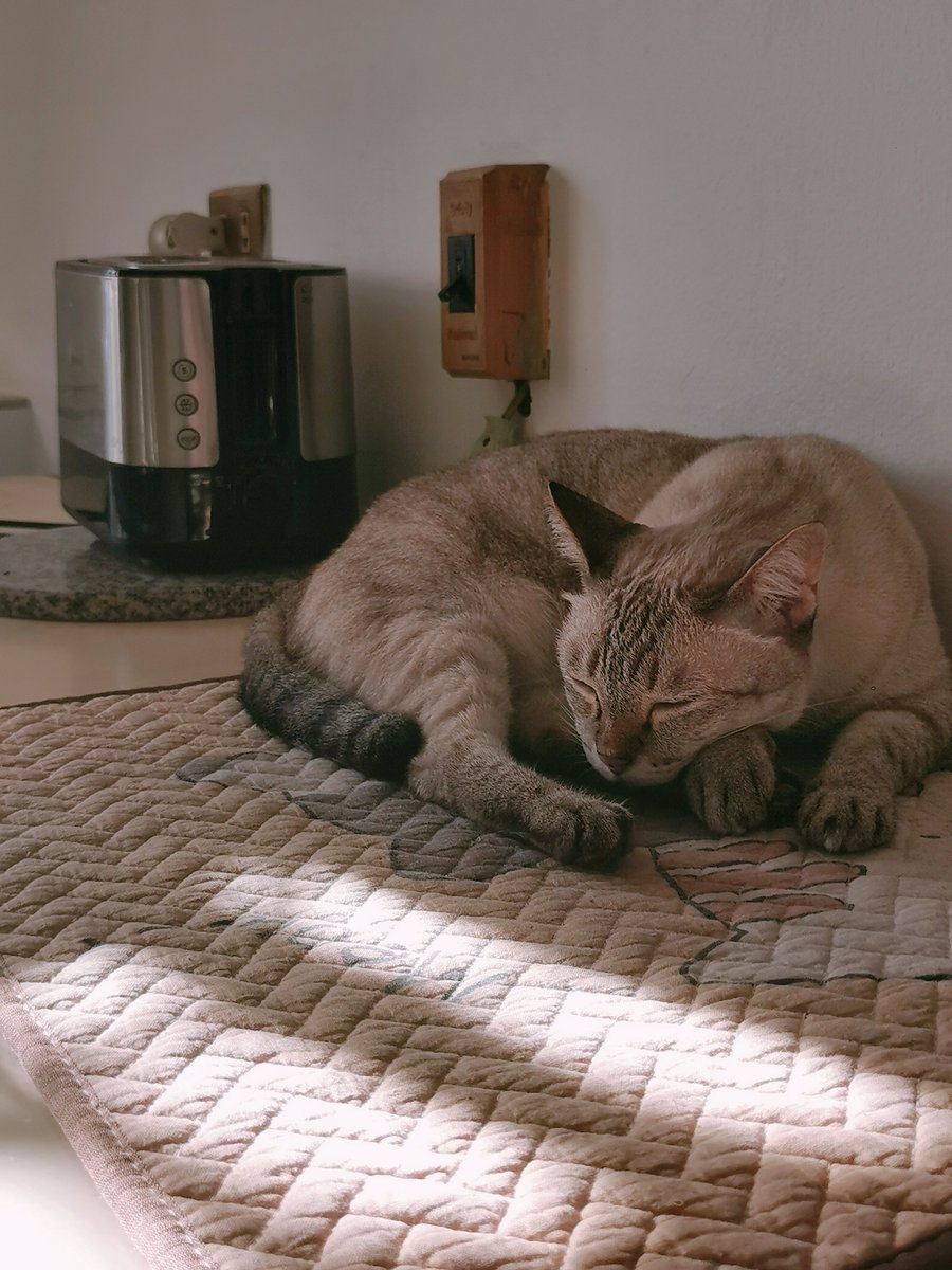 altdebaran's tweet photo. good morning 🌥️🐈 https://t.co/SjAI3Ae19i