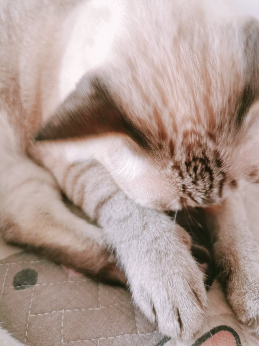 altdebaran's tweet photo. good morning 🌥️🐈 https://t.co/SjAI3Ae19i