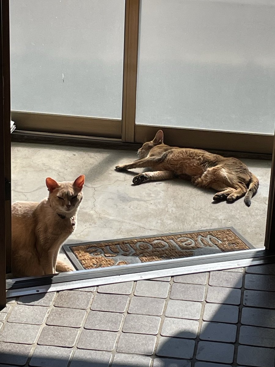 2abyssinian22's tweet photo. おはにゃん
₍˄·͈༝·͈˄₎◞ ̑̑ෆ⃛
今日は気温上昇⤴️
風除室が気持ちいいみたい。
🐈🐈

#猫がいる生活 
#猫がいる幸せ 
#猫のいる暮らし
#アビシニアン
#猫好きさんと繋がりたい
#道東暮らし https://t.co/zAog4yvnPG