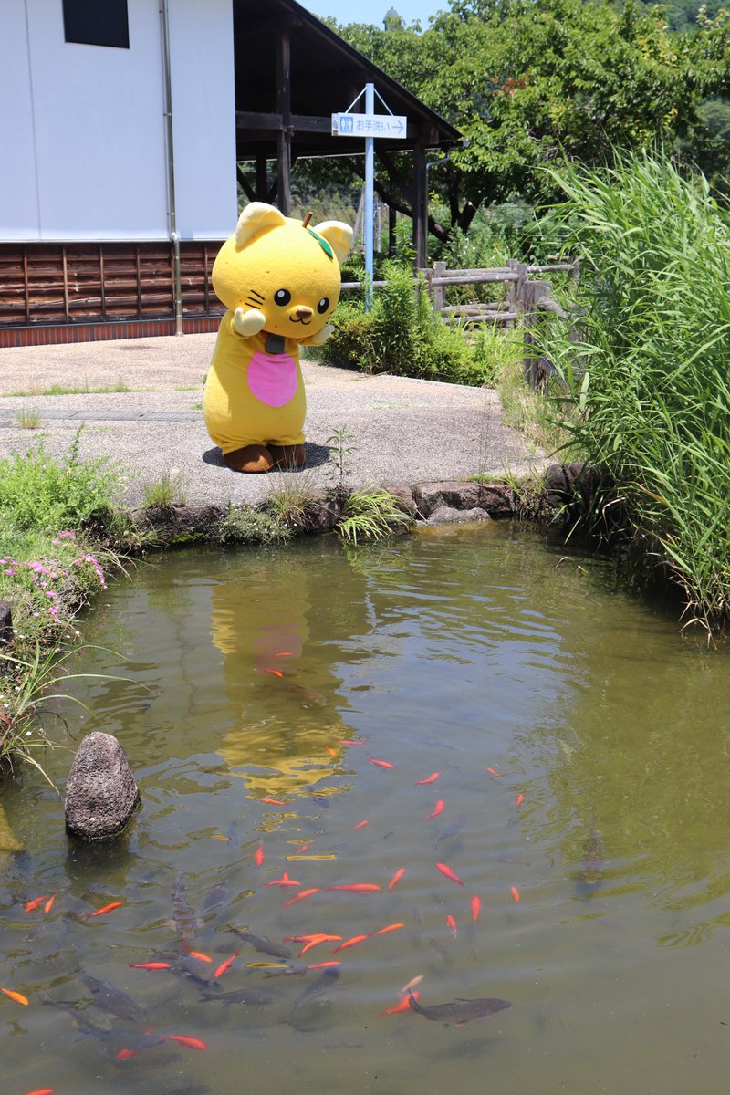 yuzunyan383838's tweet photo. おはにゃ♡

今日から６月🐱🩵

６月のゆずにゃんは、

6/14
スケートボードパークオープンイベント🎉
6/21
女子プロレスマリーゴールドイベント🌼
6/28
小室山妙法寺あじさいまつり🪻

に行くにゃ😼✨

会いにきてにゃ♡

https://t.co/zXVY39Xxvs

#ゆずにち
#富士川町 https://t.co/G3UylkADmC