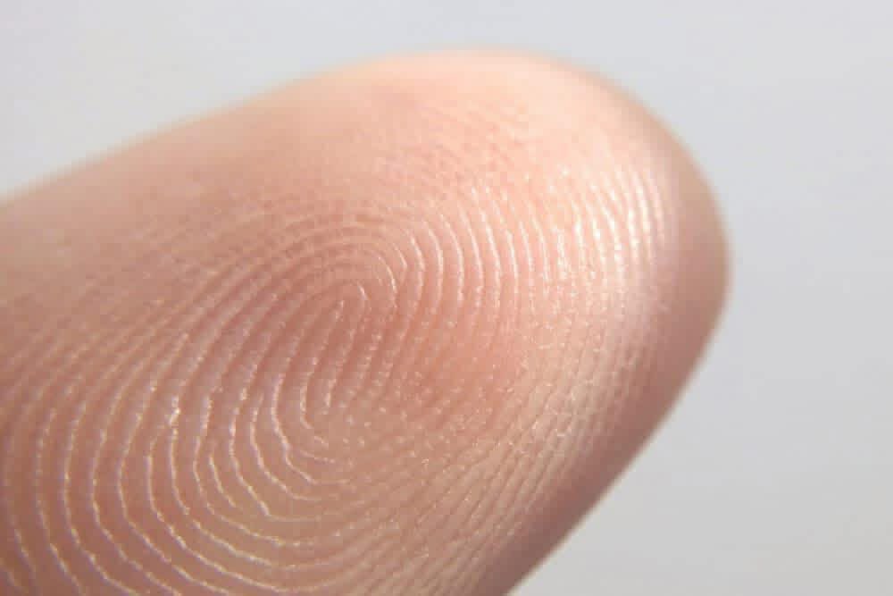 ScienceWDrDoug's tweet photo. Our fingertips are equipped with ultra-sensitive touch receptors that can differentiate between different types of surface stimuli.  The human finger is sensitive enough to measure surface textures with size features down to 13 nanometers (13 billionths of a meter). 

Our fingertips possess epidermal ridges and four different types of mechanoreceptors that equip our fingers with the ability to distinguish different amounts of pressure, texture, temperature, and vibration. 

There are four different types of mechanoreceptors in our skin that respond to different modes of tactile stimuli. They are differentiated by the amount, type, and depth of pressure that causes their activation, as well as the frequency of vibration as the skin moves over the surface. Once activated, these receptors send electric stimuli to our brain. 

Scientists are attempting to develop sensing devices with the same sensitivity, differentiation, and dynamic range as the human finger in order to develop robotic technologies that can manipulate different materials with precision. 

Random, or designed?