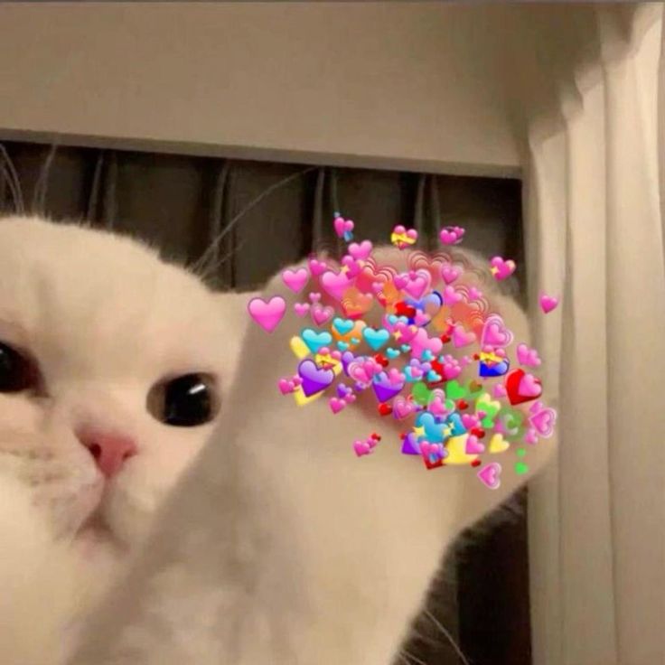 mmmaliiiii's tweet photo. สวัสดีมิถุนายนคับสุดหล่อของผม @peatwasu 💙ขอให้มิถุนายนเป็นเดือนที่ดีที่น่ารักไม่มีเรื่องให้เหนื่อยมากเกินไป เป็นเดือนที่มีแต่ความโชคดี ความสุข ความสดใส เป็นช่วงที่ซ่อมแฟนมีตด้วยอะป่าว เป็นกำลังใจให้ทุกการงานที่จะทำเลยนะคับพี่สุดหล่อ คิดถึงที่สุดดคับ💕✨️
#peatwasu #CaptainPeat https://t.co/9N5n9q0719