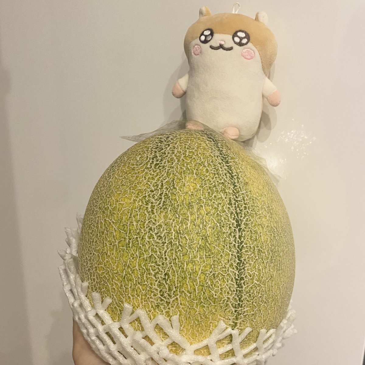 mogu2_raspberry's tweet photo. おばあちゃんから、メロンが2玉届いた🍈🩷
コビハムちゃんに乗ってもらったけど
🍈が大きいのか、コビちゃんが小さいのか...🥺
もちろん、コビハムちゃんにもあげるけど〜
ほとんど全部1人で食べちゃう🤤
たくさん食べるぞ〜🍽´-
.
#コビハムちゃん https://t.co/HlgWt6L1GW