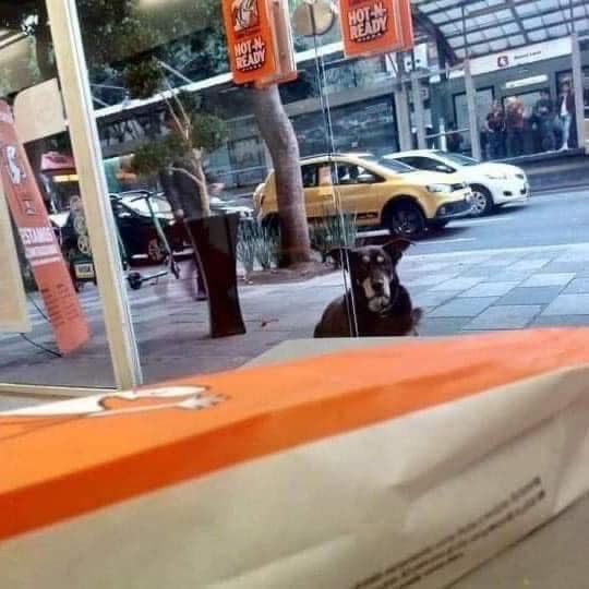 Dilo con perritos tweet media