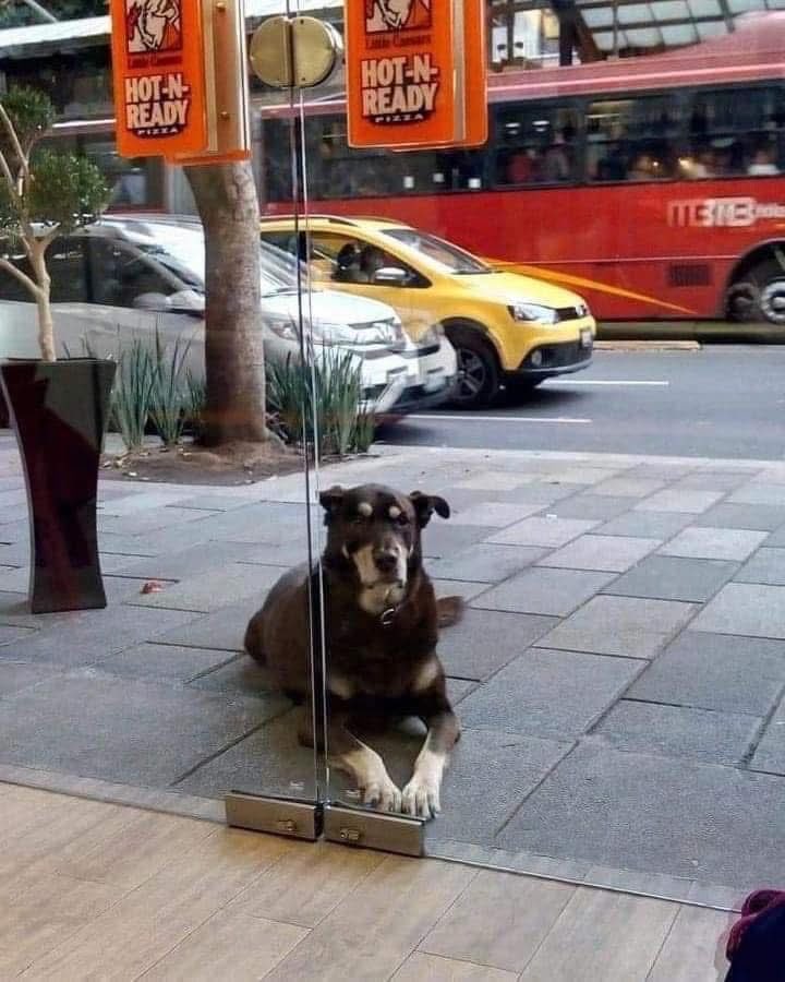 Dilo con perritos tweet media