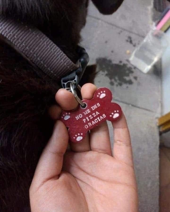 Dilo con perritos tweet media
