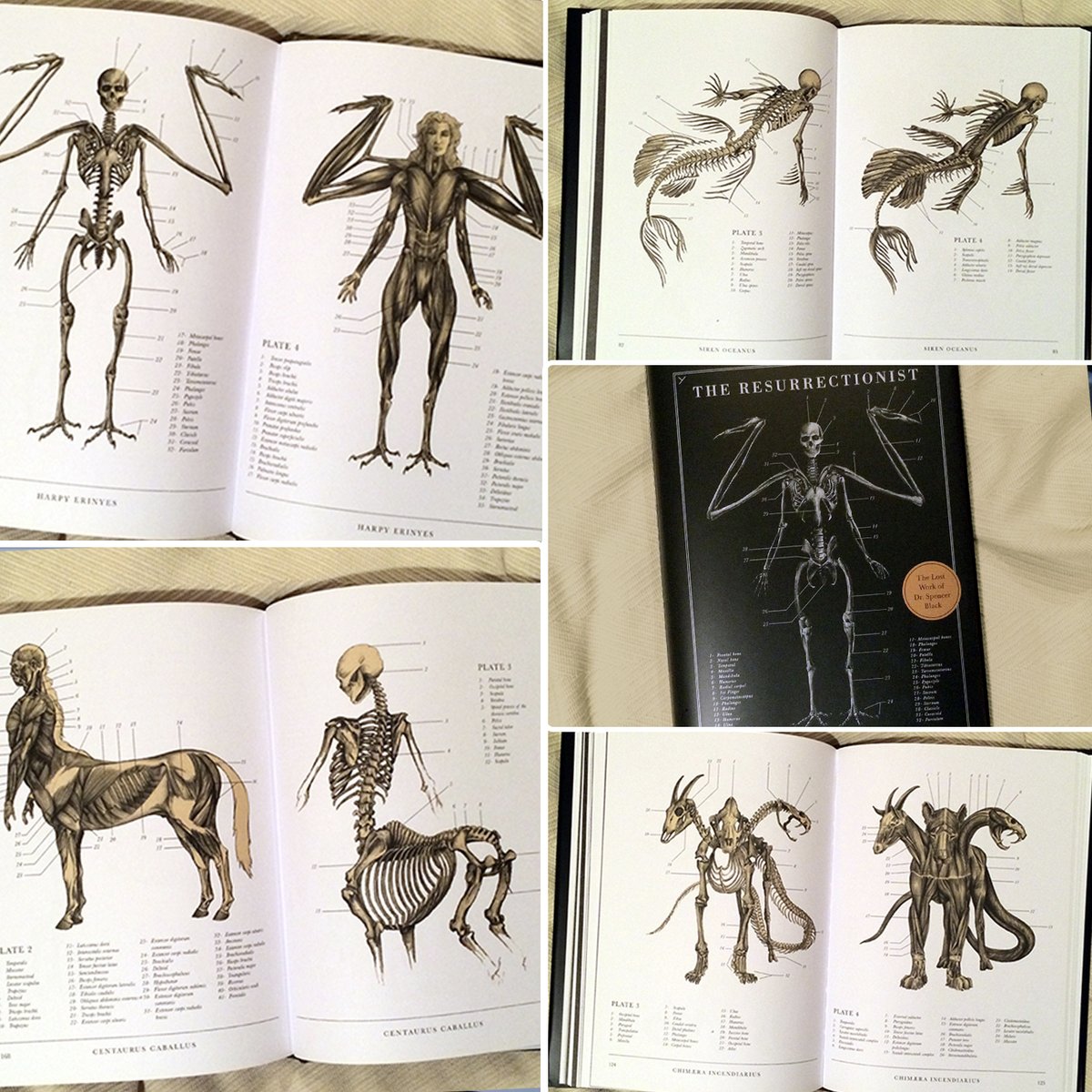 EricBHudspeth's tweet photo. The Resurrectionist: The Lost Work Of Dr. Black.

This book explores the desperate efforts of a disturbed and brilliant scientist to prove the impossible. The story is complete with comprehensive anatomy illustrations of mythological creatures. https://t.co/GYEp76o9GK