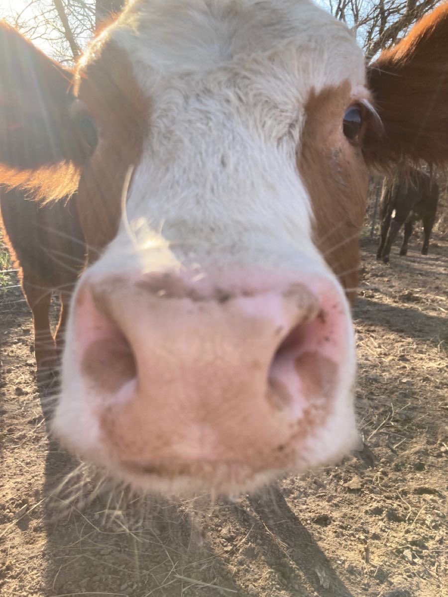 jack wolfe as cows tweet media