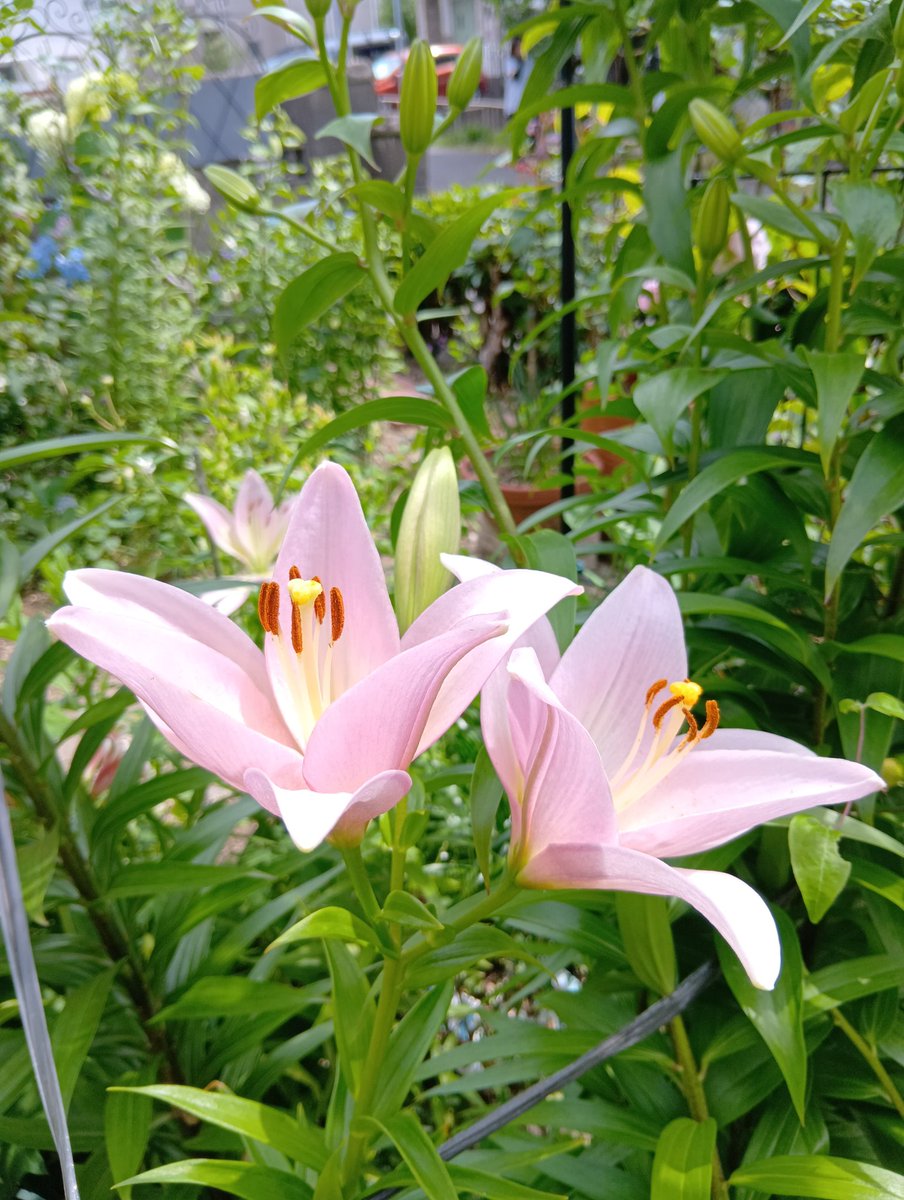 krara3129's tweet photo. こんにちは😺☀️
今朝の庭🏡の花達💛🩵
　・エキナセア
　・ブルースター
　・スカシユリ
#ガーデニング
今朝は、穏やかな天気です。明日から台風🌀が
来ると思えないですが😆
夏の花エキナセアが
咲き始めました🥰 https://t.co/8qSEb4M4Sn
