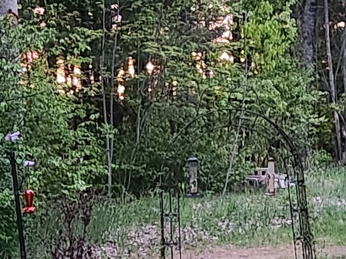 facetious13's tweet photo. >Sunset< going down behidn the trees.  hard to  see but this makes me happy   Eat  great  jagerschnitzel and  a glass of  Red wine.. life is good even when you can not  win at poker. https://t.co/ZgAY93QufE