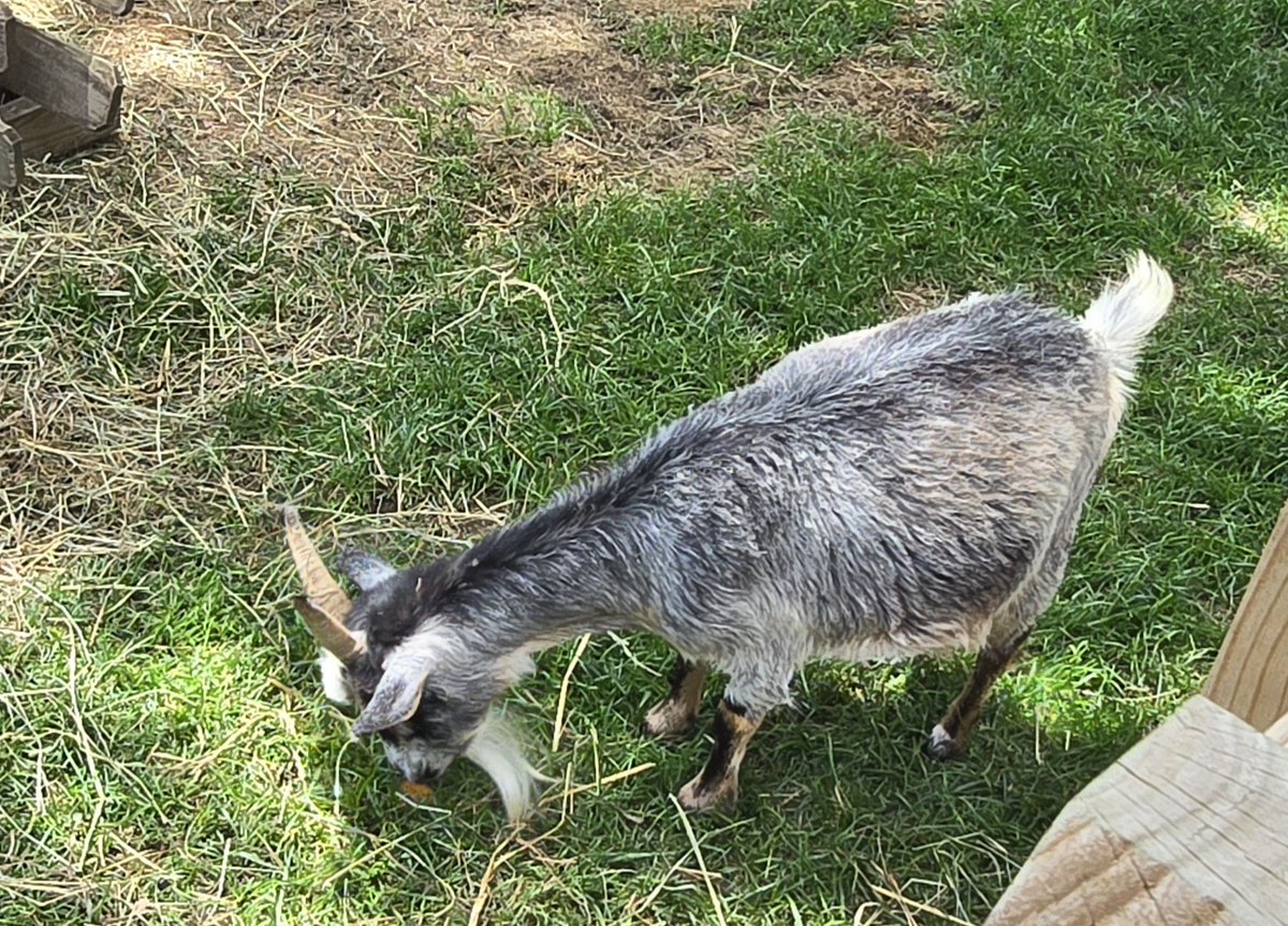 KellyMariaxo's tweet photo. Found @GarrettWilson_V chillen at six flags today 🐐 🐐 https://t.co/7BZEnx3B8C