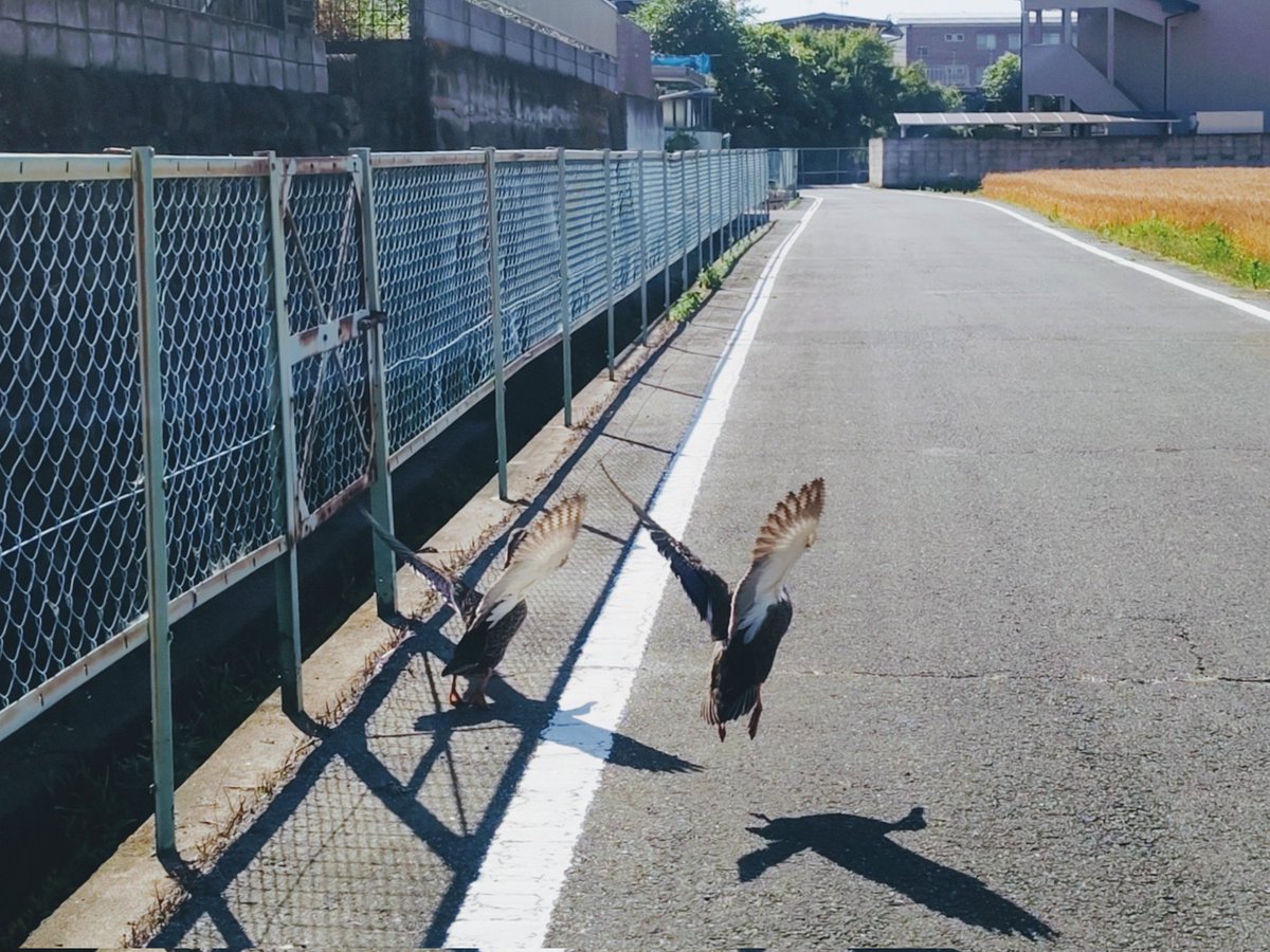 次七 tweet media