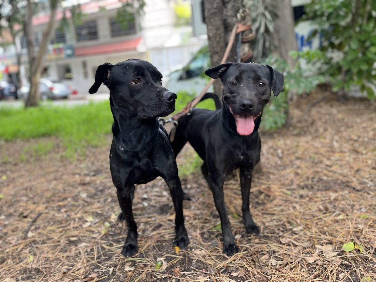 HELA_MORE's tweet photo. Las gemelas Pucca y Colt también pasan a molestarlos para cubrir sus pensiones.

¿24 padrinos de 100 pesos que las puedan apoyar? 🥺🙏🏼 https://t.co/9U71w4mZL0