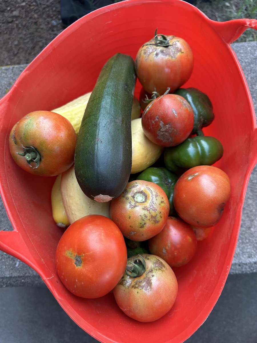 DwayneWinOK's tweet photo. First good batch of garden goodie’s for the season!😋 https://t.co/7KCURbzqTc