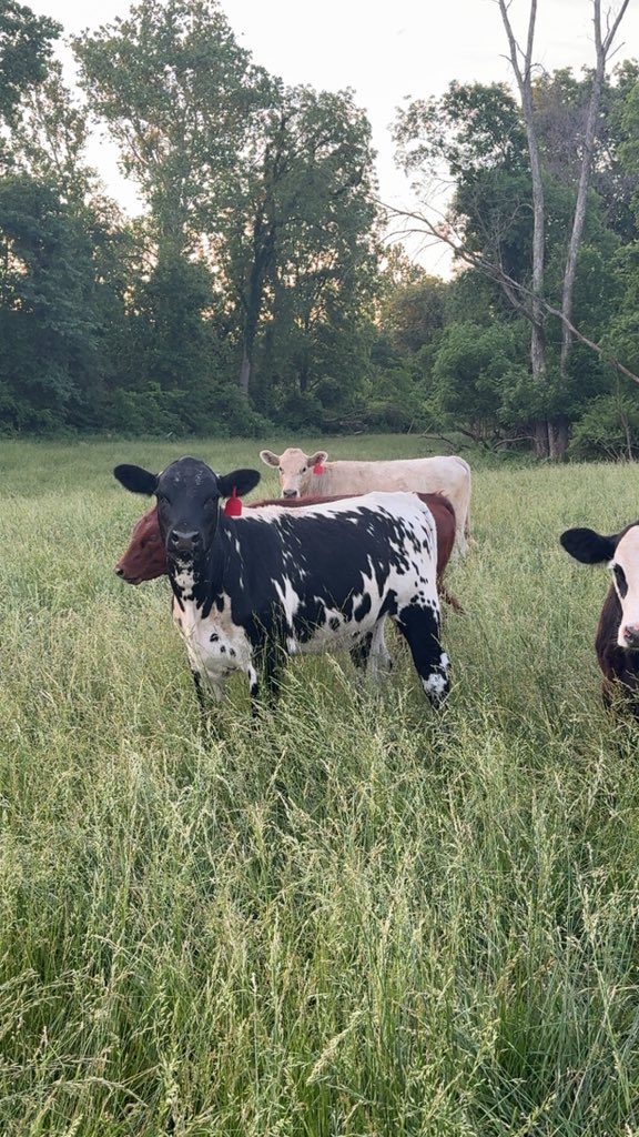 cweaver00's tweet photo. Summer yearling makers 

@cameron_korth https://t.co/teSEu0xjWd