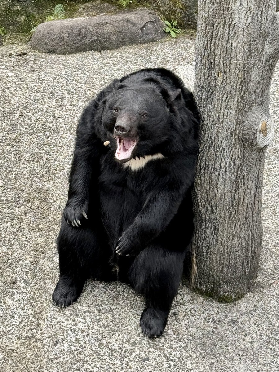 この日の大くま🐻チームはおやつくれくれな子が多かった #月曜日のクマ