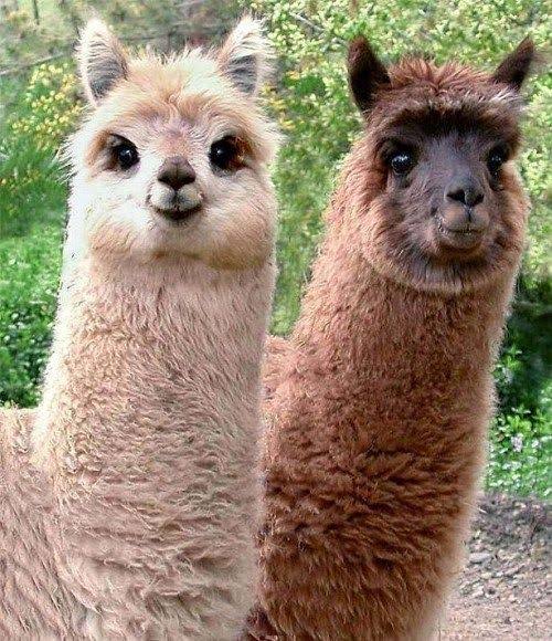PakosReverieVT's tweet photo. Boa noite crias, como foi o fim de semana de vocês?

O meu foi corridinho, só cheguei em casa agora a pouco

Benção diaria da alpaca https://t.co/6Z6oxVsFHT