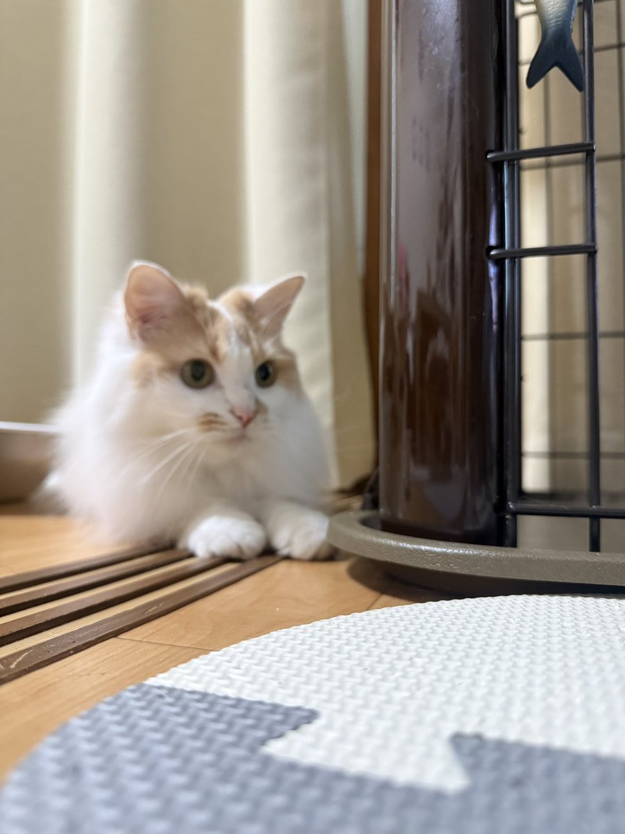 hapi_724's tweet photo. おはようございます☀️
可愛いけど、ピントが…😅

#猫 #cat
#猫好きさんと繋がりたい
#猫のいる生活
#猫のいる暮らし https://t.co/VlsTJl6nky