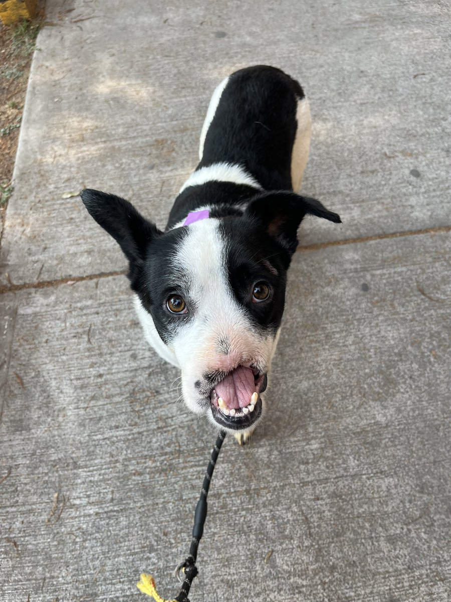 𝙷𝚎𝚕𝚊 𝙼𝚘𝚛𝚎 🐶 tweet media