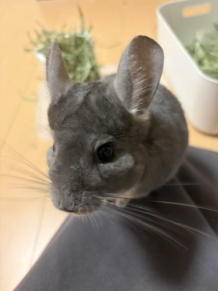 nagamenn's tweet photo. 浮上✋
きゃわきゃわなふわふわネズミちゃんは元気です

 #チンチラ https://t.co/vgyIGxS5vY