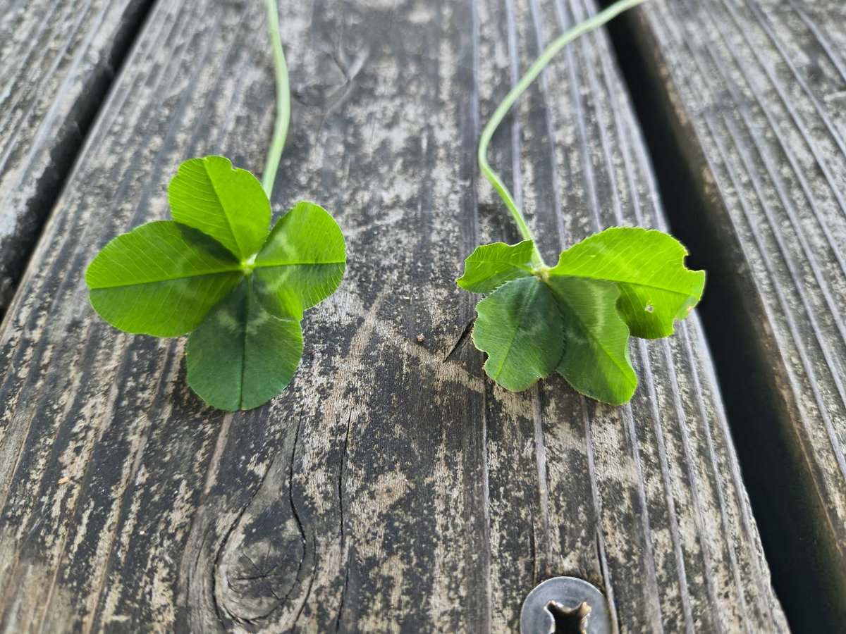 vague_flavor6's tweet photo. I have never lost a four-leaf clover hunt. 
Not once. 
Not since I was a child.

10 kids, one hour. 
Me: 5 or 6. 
Second place: 1. 
Everyone else: zero. 
Every single time.

Yesterday, the park with my kid. 
30 minutes, two clovers. 

Before picking the second one, I took a photo.

In that photo, it's right there — unmistakably four leaves, still growing.
Can you find it?
(I think it's relatively easy.)

I'll also attach the "after" photo — the four-leaf on the left is the one from today.

Then I learned: four-leaf clovers supposedly appear only once in 5,000.
But I've never searched more than 30 minutes without finding one. 
I haven't looked at 5,000 stems. 
Not even close.

So here's my theory: that number is a lie of averages.
The trick isn't luck. 
It's believing one is always there.
And hunting for the anomaly. 
For those moments, I become a radiologist.
Searching for the single stem that feels "somehow off."

I'm not special. 

I just believe, and I pay attention.

Try it. 
Find your lucky spot. 🍀