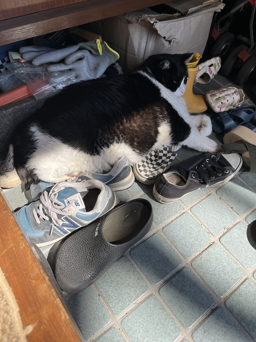 CatforLight's tweet photo. 朝から爽やかさがなくてすみません
暑すぎて靴の上に吹き溜まるうしお https://t.co/oXoIMML2Es