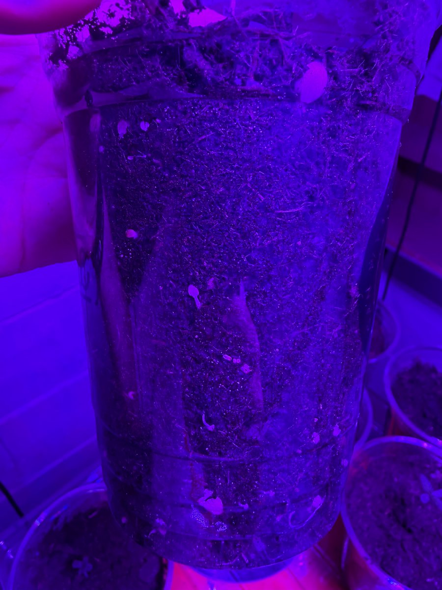 Freddy’s Dope Farm tweet media