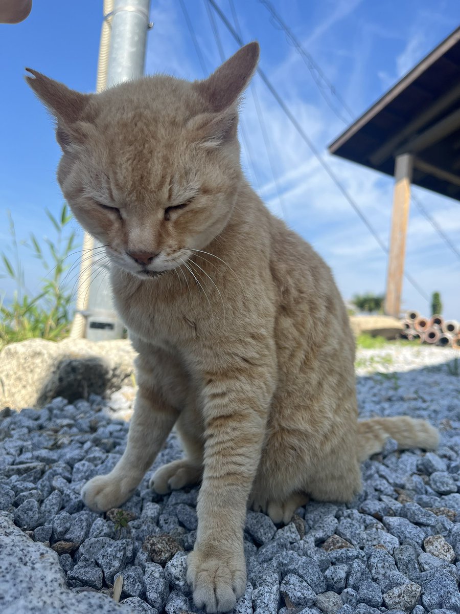 ASTR0 FELINE 💙🦊🇯🇵🇺🇸 tweet media