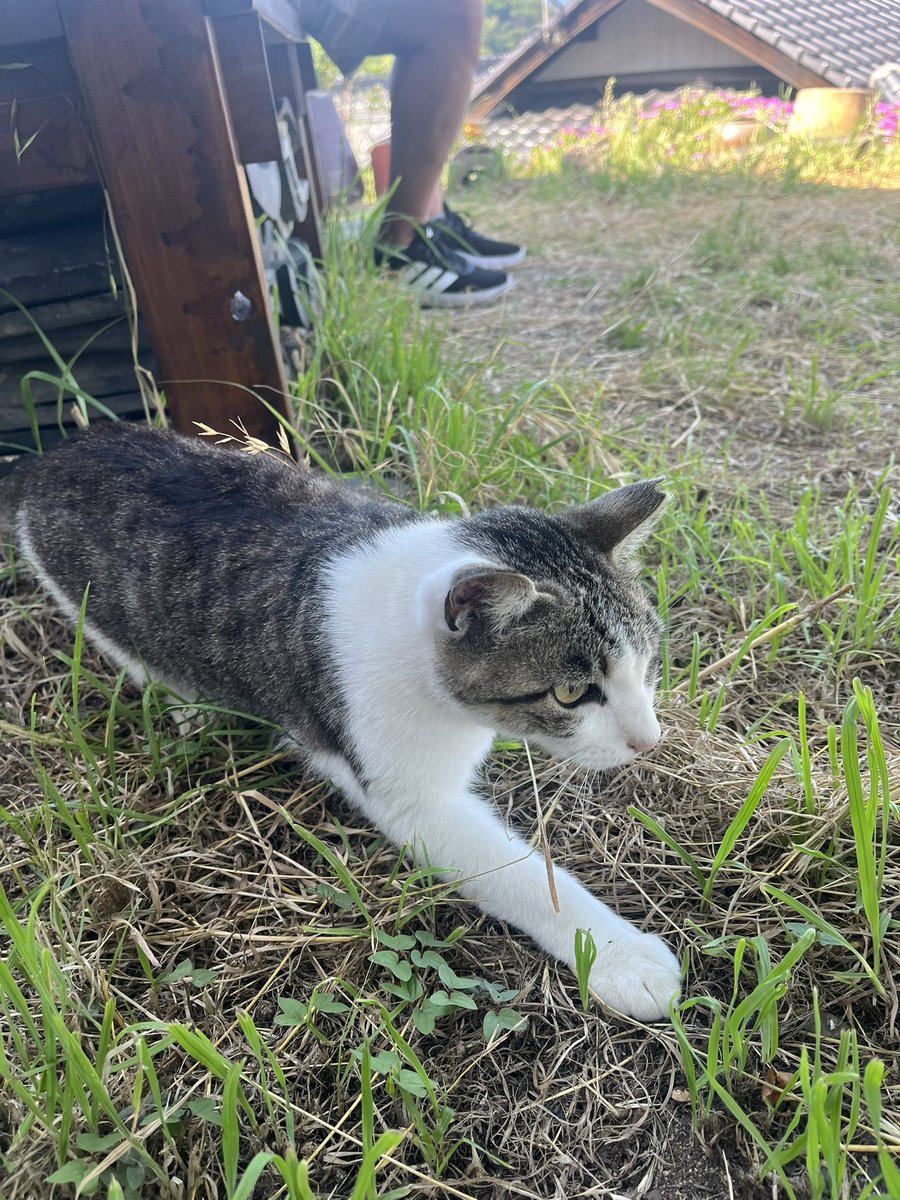 ASTR0 FELINE 💙🦊🇯🇵🇺🇸 tweet media