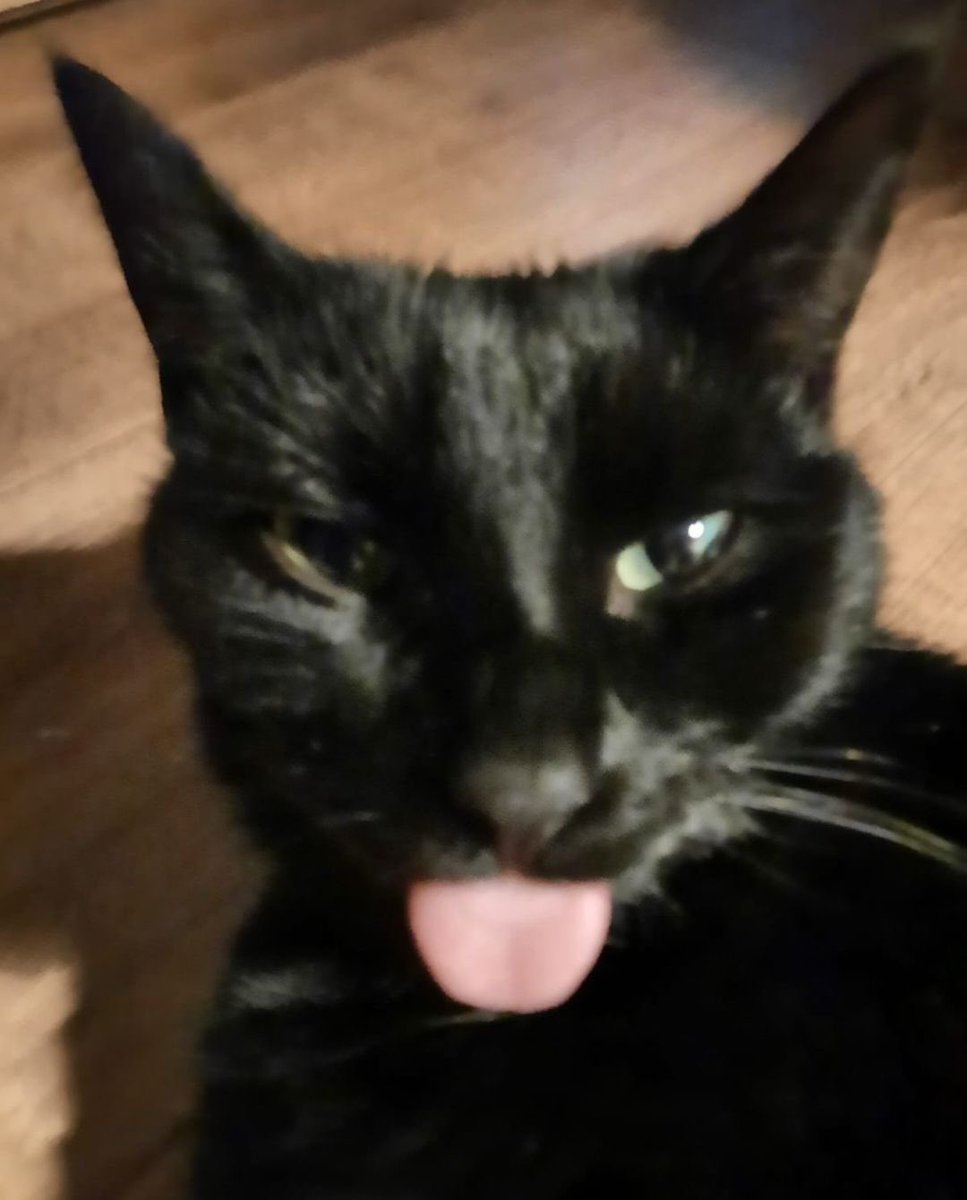 blackscats's tweet photo. https://t.co/TbVUU2FNRM