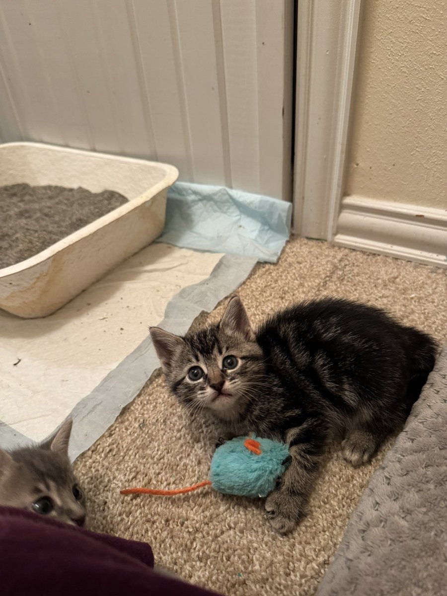 sprout92's tweet photo. @KatTimpf 2 boys, 3 girls, 4 are grey tabby, one black and silver. 5 weeks old. Super friendly. You get first dibs if you're interested. ❤️ https://t.co/KqSwKXXGw3