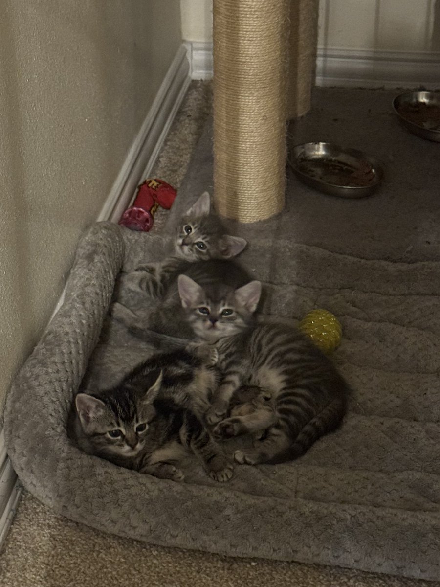 sprout92's tweet photo. @KatTimpf 2 boys, 3 girls, 4 are grey tabby, one black and silver. 5 weeks old. Super friendly. You get first dibs if you're interested. ❤️ https://t.co/KqSwKXXGw3