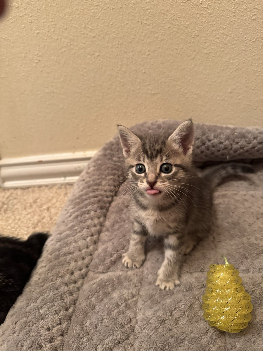 sprout92's tweet photo. @KatTimpf 2 boys, 3 girls, 4 are grey tabby, one black and silver. 5 weeks old. Super friendly. You get first dibs if you're interested. ❤️ https://t.co/KqSwKXXGw3