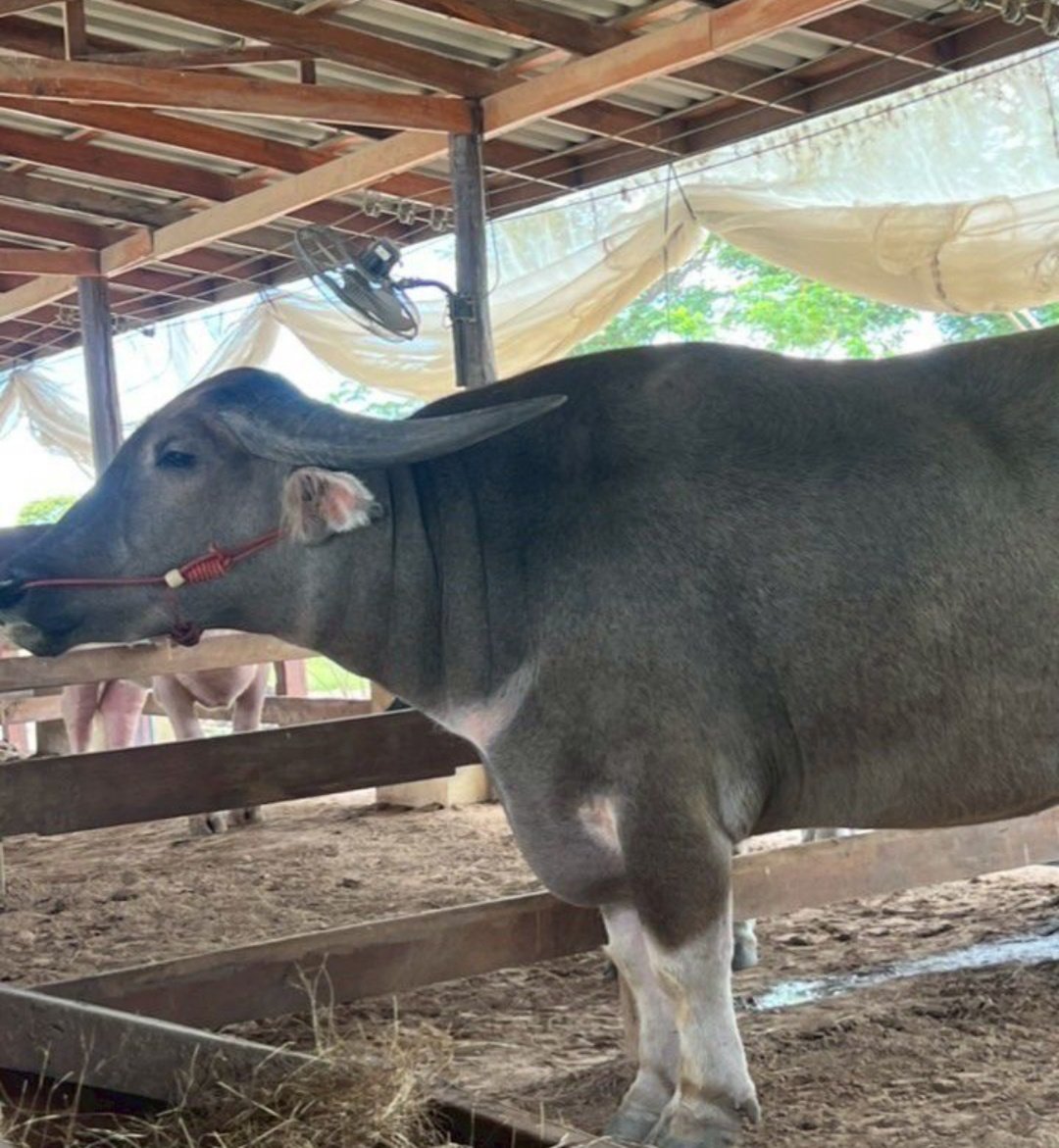 lw15900's tweet photo. #สรรพยา
#ชัยนาท

หาชายเดี่ยว https://t.co/JOkV9Q1BH8