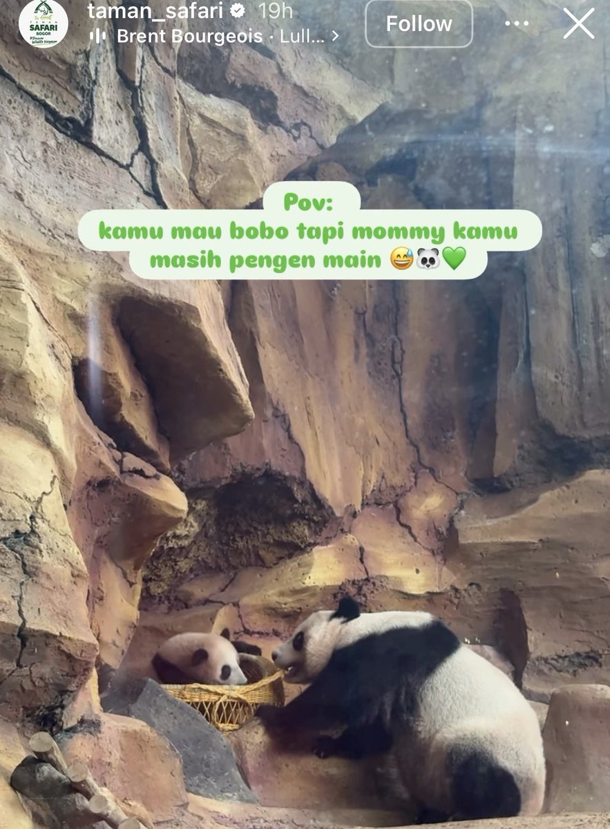 FlatFinancials's tweet photo. Baby Rio getting used to his new home 🐼

Fq2xTXNPE1DPZvvHhqdZC81v4dqT14P72aKwrhpopump https://t.co/KVrNq2qmj6