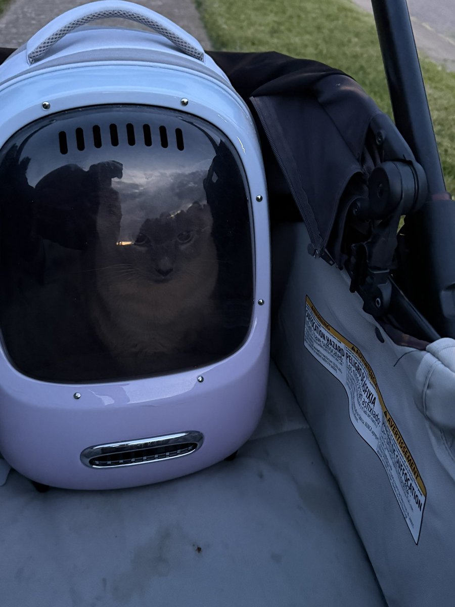 walls_jason1's tweet photo. Late night walks.  Summertime, want it to last forever.  
This is the first year we are letting my 7 year old walk the dog.  Also took the cat out. 
This is my Go touch grass post.  But honestly with agents and workflow it’s more of a review what was done.  
#codewithclaude https://t.co/V21N1YW44n