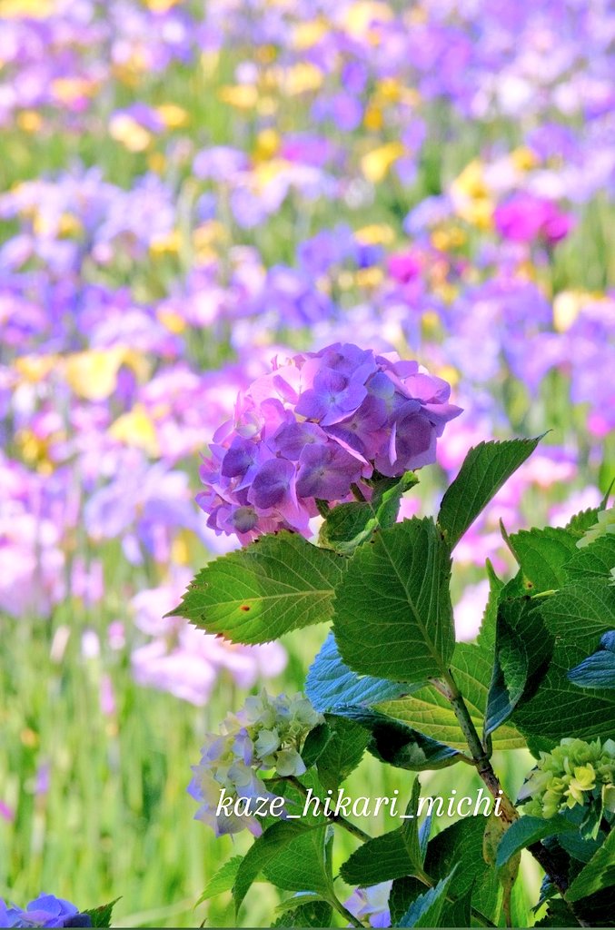 nyakko3's tweet photo. 🌬️紫陽花とあやめ　

六月になり紫陽花の季節にも　潮来あやめ園のベンチ隅でアヤメと一緒にひっそりと咲いているのを眺めながら屋台の焼きそばを頬張る
#紫陽花　#あやめ
#潮来あやめまつり
#潮来あやめ園 https://t.co/lMwCeXrKqE