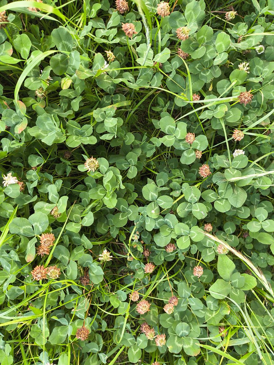 vague_flavor6's tweet photo. I have never lost a four-leaf clover hunt. 
Not once. 
Not since I was a child.

10 kids, one hour. 
Me: 5 or 6. 
Second place: 1. 
Everyone else: zero. 
Every single time.

Yesterday, the park with my kid. 
30 minutes, two clovers. 

Before picking the second one, I took a photo.

In that photo, it's right there — unmistakably four leaves, still growing.
Can you find it?
(I think it's relatively easy.)

I'll also attach the "after" photo — the four-leaf on the left is the one from today.

Then I learned: four-leaf clovers supposedly appear only once in 5,000.
But I've never searched more than 30 minutes without finding one. 
I haven't looked at 5,000 stems. 
Not even close.

So here's my theory: that number is a lie of averages.
The trick isn't luck. 
It's believing one is always there.
And hunting for the anomaly. 
For those moments, I become a radiologist.
Searching for the single stem that feels "somehow off."

I'm not special. 

I just believe, and I pay attention.

Try it. 
Find your lucky spot. 🍀