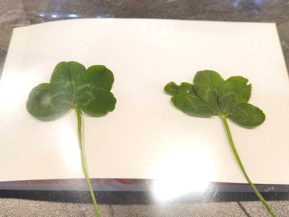 vague_flavor6's tweet photo. I have never lost a four-leaf clover hunt. 
Not once. 
Not since I was a child.

10 kids, one hour. 
Me: 5 or 6. 
Second place: 1. 
Everyone else: zero. 
Every single time.

Yesterday, the park with my kid. 
30 minutes, two clovers. 

Before picking the second one, I took a photo.

In that photo, it's right there — unmistakably four leaves, still growing.
Can you find it?
(I think it's relatively easy.)

I'll also attach the "after" photo — the four-leaf on the left is the one from today.

Then I learned: four-leaf clovers supposedly appear only once in 5,000.
But I've never searched more than 30 minutes without finding one. 
I haven't looked at 5,000 stems. 
Not even close.

So here's my theory: that number is a lie of averages.
The trick isn't luck. 
It's believing one is always there.
And hunting for the anomaly. 
For those moments, I become a radiologist.
Searching for the single stem that feels "somehow off."

I'm not special. 

I just believe, and I pay attention.

Try it. 
Find your lucky spot. 🍀