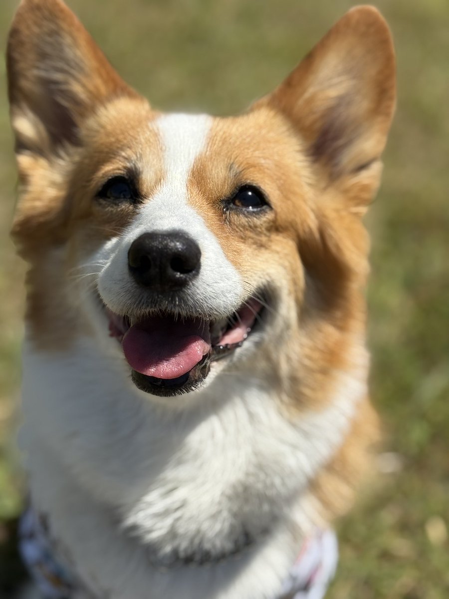 chobison's tweet photo. キャンプしなくてもここで事足りるのではと思ってしまうね
#コーギー #corgi https://t.co/pzoCJRQKix