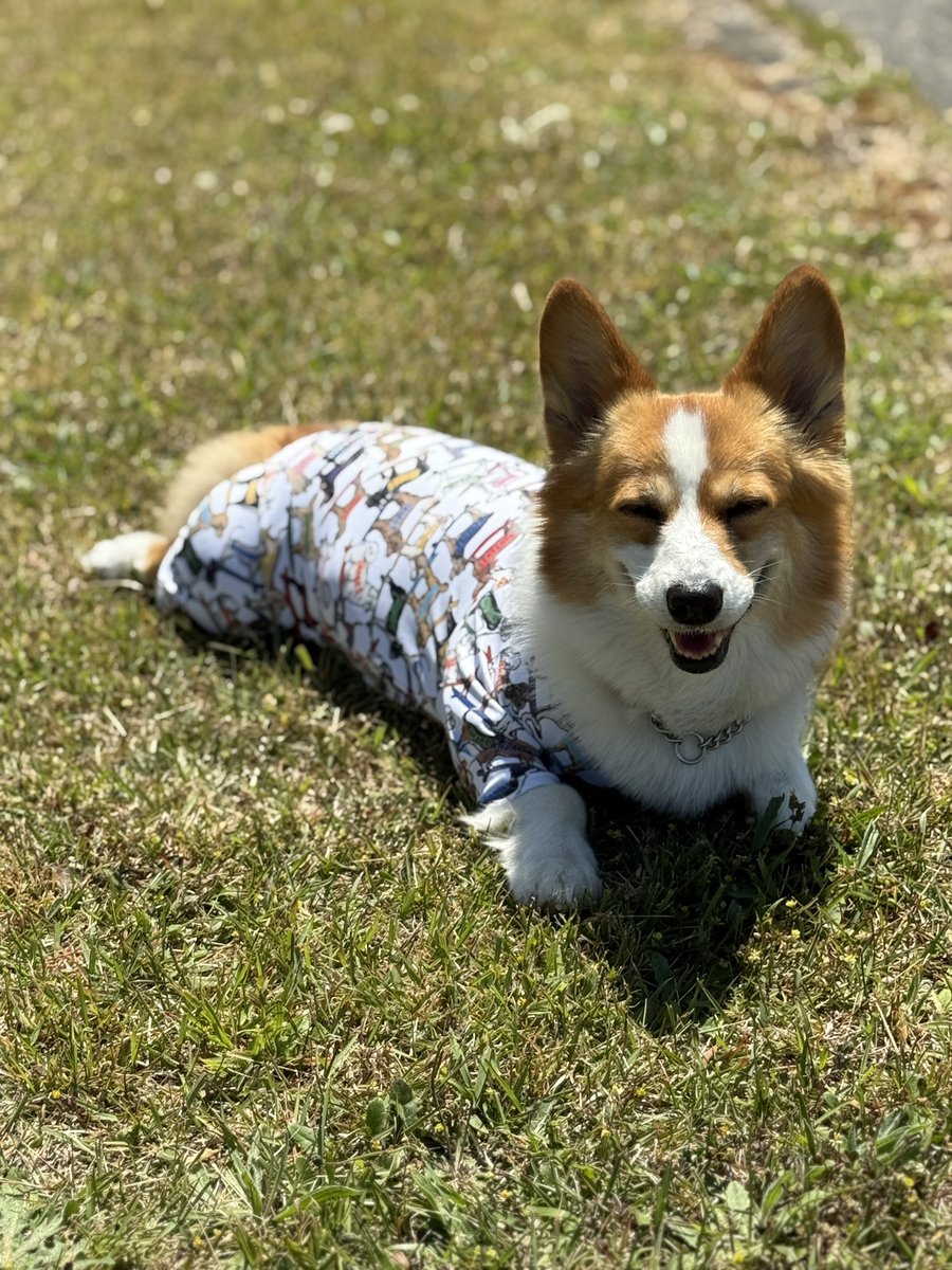 chobison's tweet photo. キャンプしなくてもここで事足りるのではと思ってしまうね
#コーギー #corgi https://t.co/pzoCJRQKix