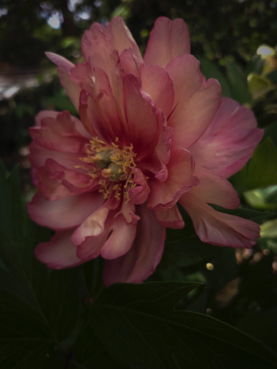 OfBloomAndDoom's tweet photo. Easy to ignore the darkness when lost in the beauty. @DarkestKore https://t.co/F3HxIOz4WY