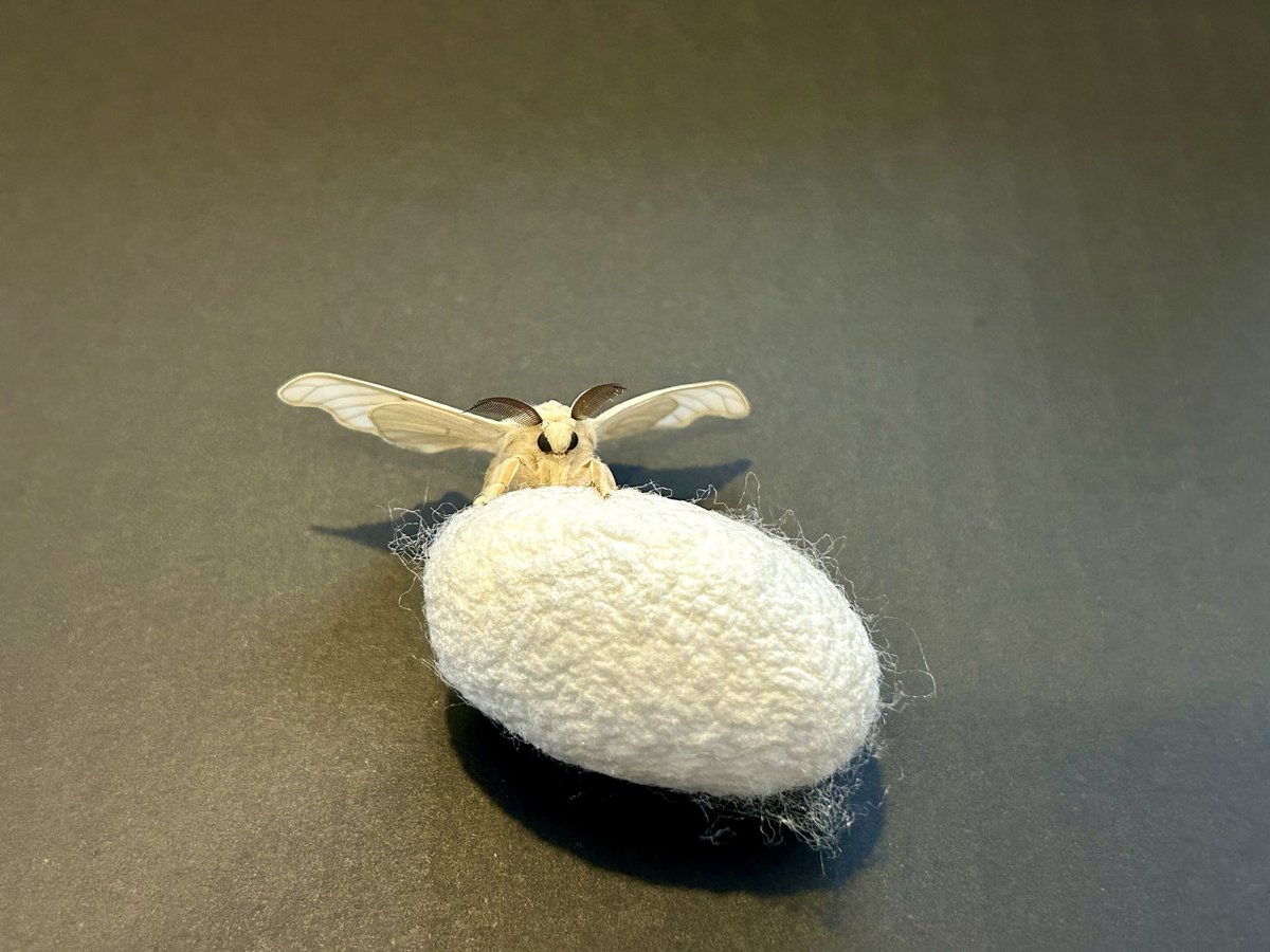 Santogrants's tweet photo. 羽化しましたー！！
kino

#蚕 #養蚕 #silkworm #sericulture https://t.co/5ydBnhP382