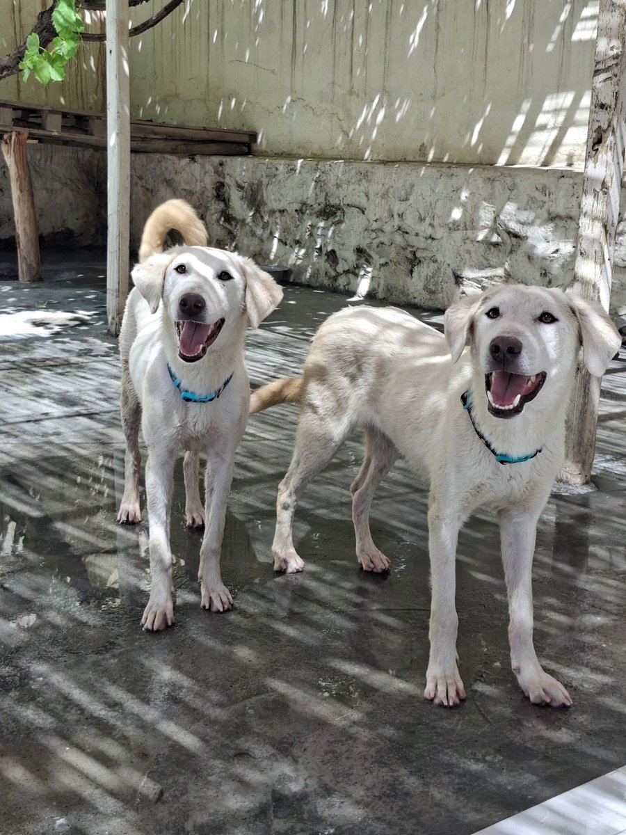 Kabul Small Animal Rescue tweet media