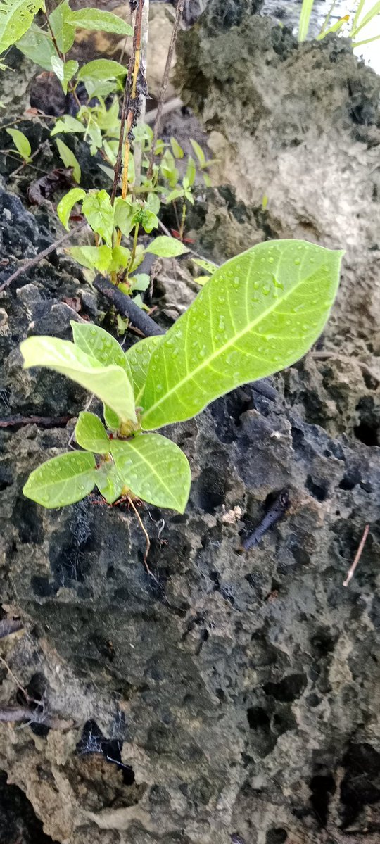 deksanmohammad's tweet photo. Ficus septica, ± 25 cm https://t.co/CMzKxUvqjC